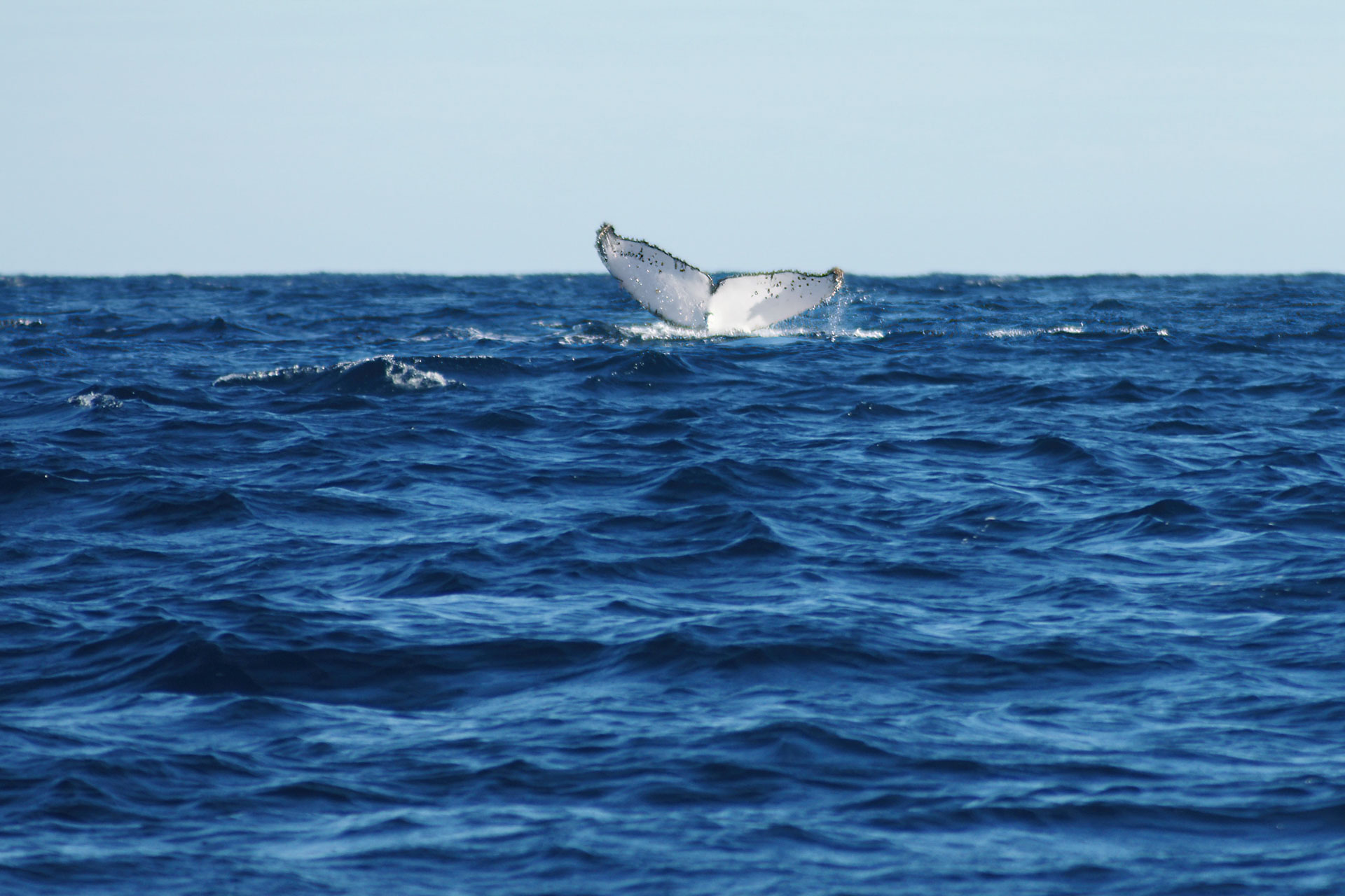 Whale-Watching vor der Küste von Itaty: In großen Gruppen ziehen Buckelwale jedes Jahr in warme, tropische Breiten um dort ihre Jungtiere zur Welt zu bringen.